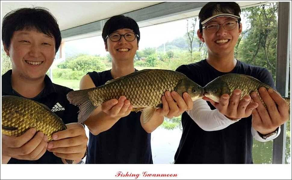 돌감병호늘푸른한버들화곡지 조황 (조황조행기 - 특파원조황)