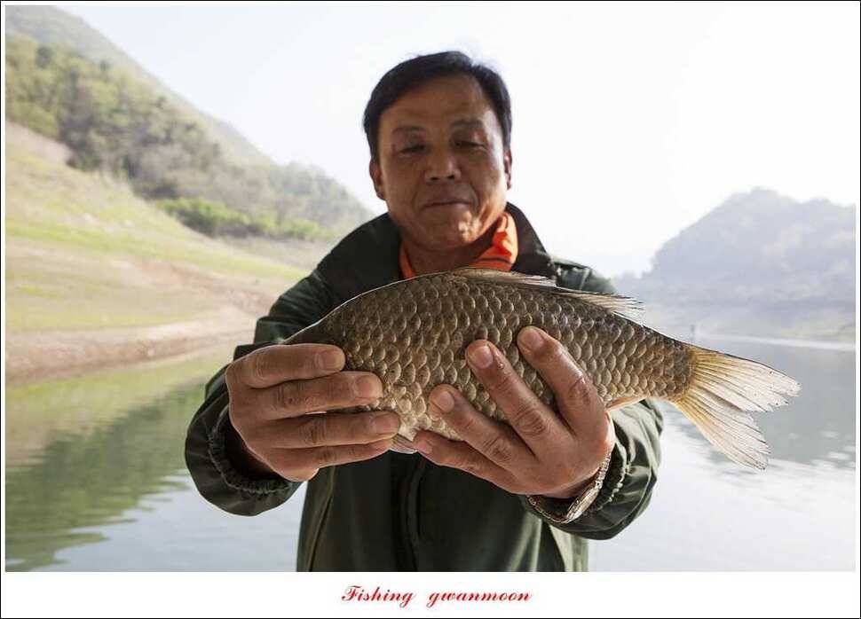 실리곡 38 cm 월척화곡지 월척 조황 (조황조행기 - 특파원조황)