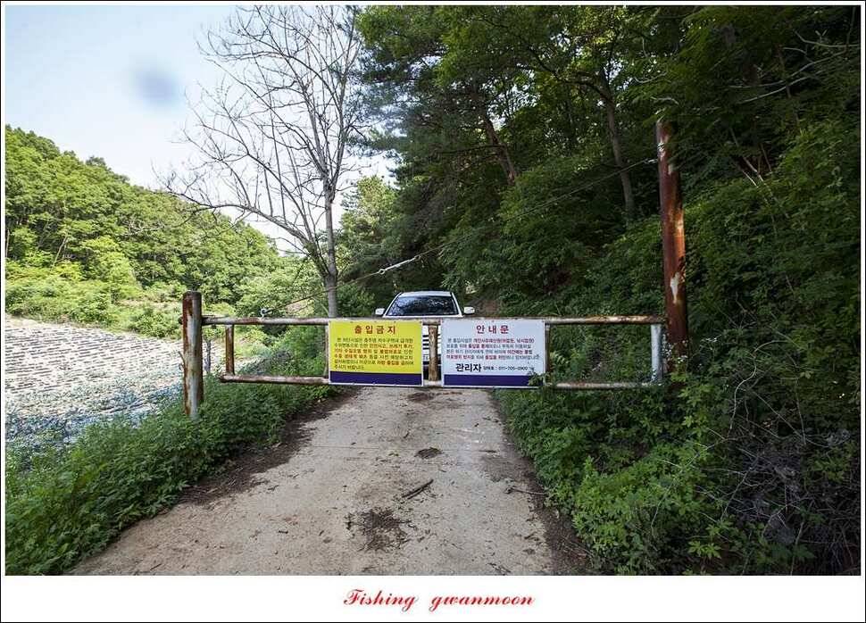 충주호 노지 39 cm돌감한버들 월척 조황 (조황조행기 - 특파원조황)