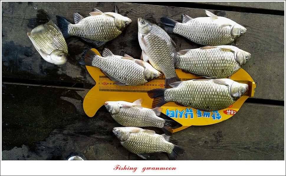 한버들실리곡 월척 행진저수지 사짜 (조황조행기 - 특파원조황)