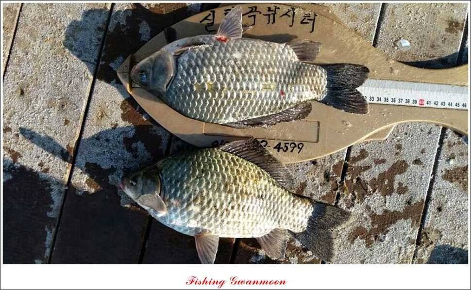 실리곡한버들 제일 월척 (조황조행기 - 특파원조황)