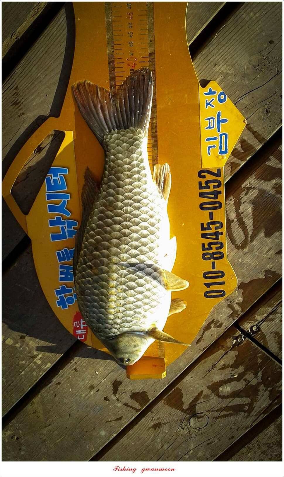한버들 39 cm37 cm돌감 월척 조황 (조황조행기 - 특파원조황)