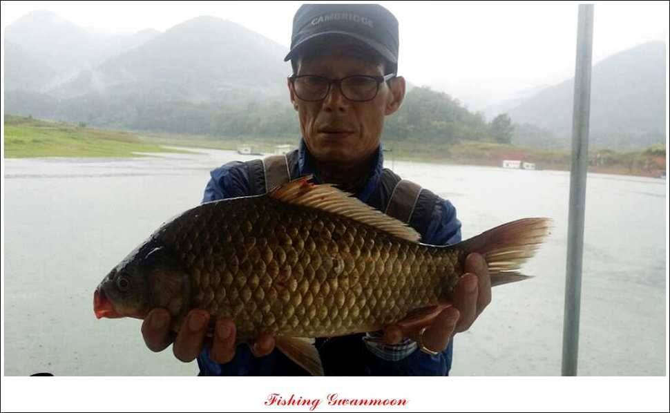 짱가네 39 cm실리곡 월척 (조황조행기 - 특파원조황)
