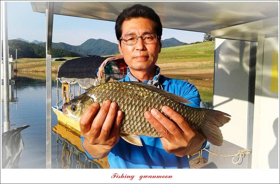 한버들 39 cm37 cm돌감 월척 조황 (조황조행기 - 특파원조황)