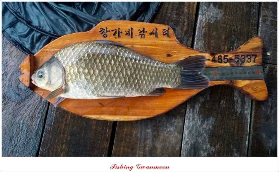짱가네 39 cm실리곡 월척 (조황조행기 - 특파원조황)