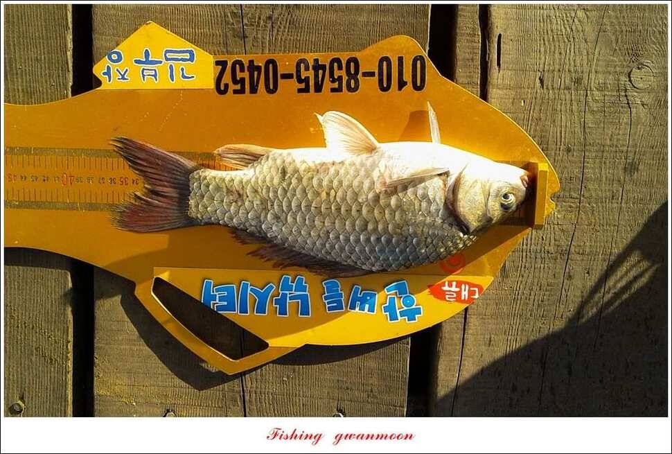 한버들 39 cm37 cm돌감 월척 조황 (조황조행기 - 특파원조황)