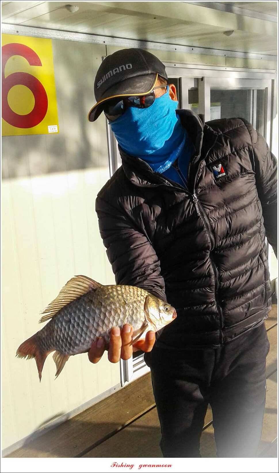 한버들 39 cm37 cm돌감 월척 조황 (조황조행기 - 특파원조황)