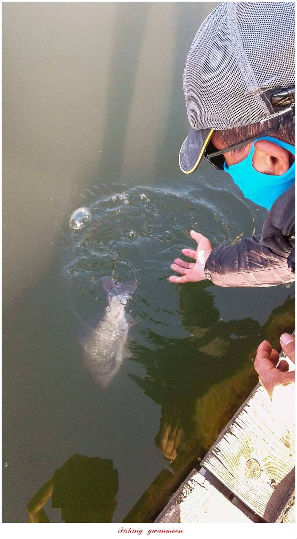한버들 39 cm37 cm돌감 월척 조황 (조황조행기 - 특파원조황)