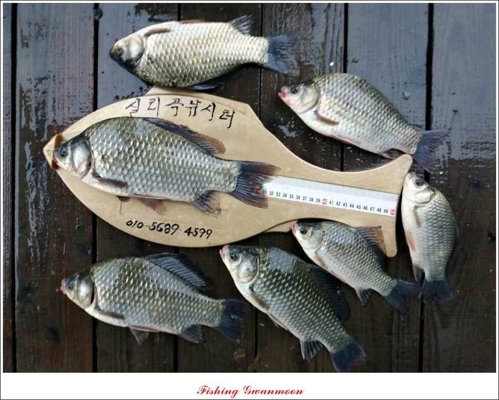 짱가네 39 cm실리곡 월척 (조황조행기 - 특파원조황)