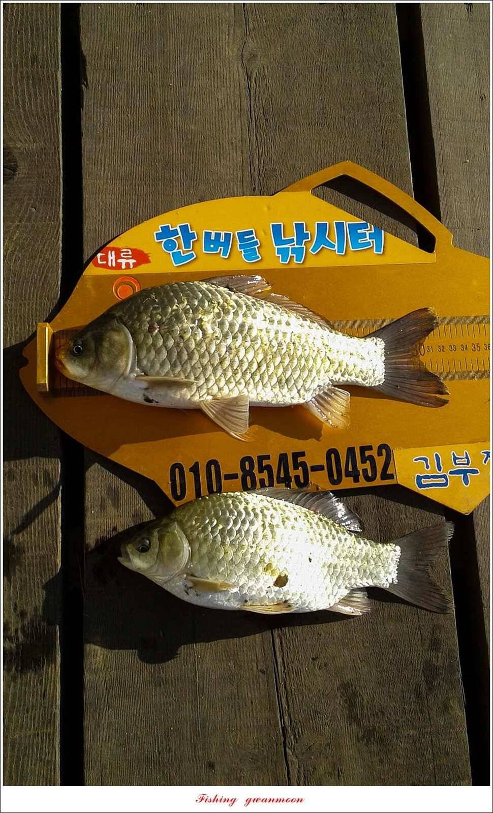 한버들 39 cm37 cm돌감 월척 조황 (조황조행기 - 특파원조황)