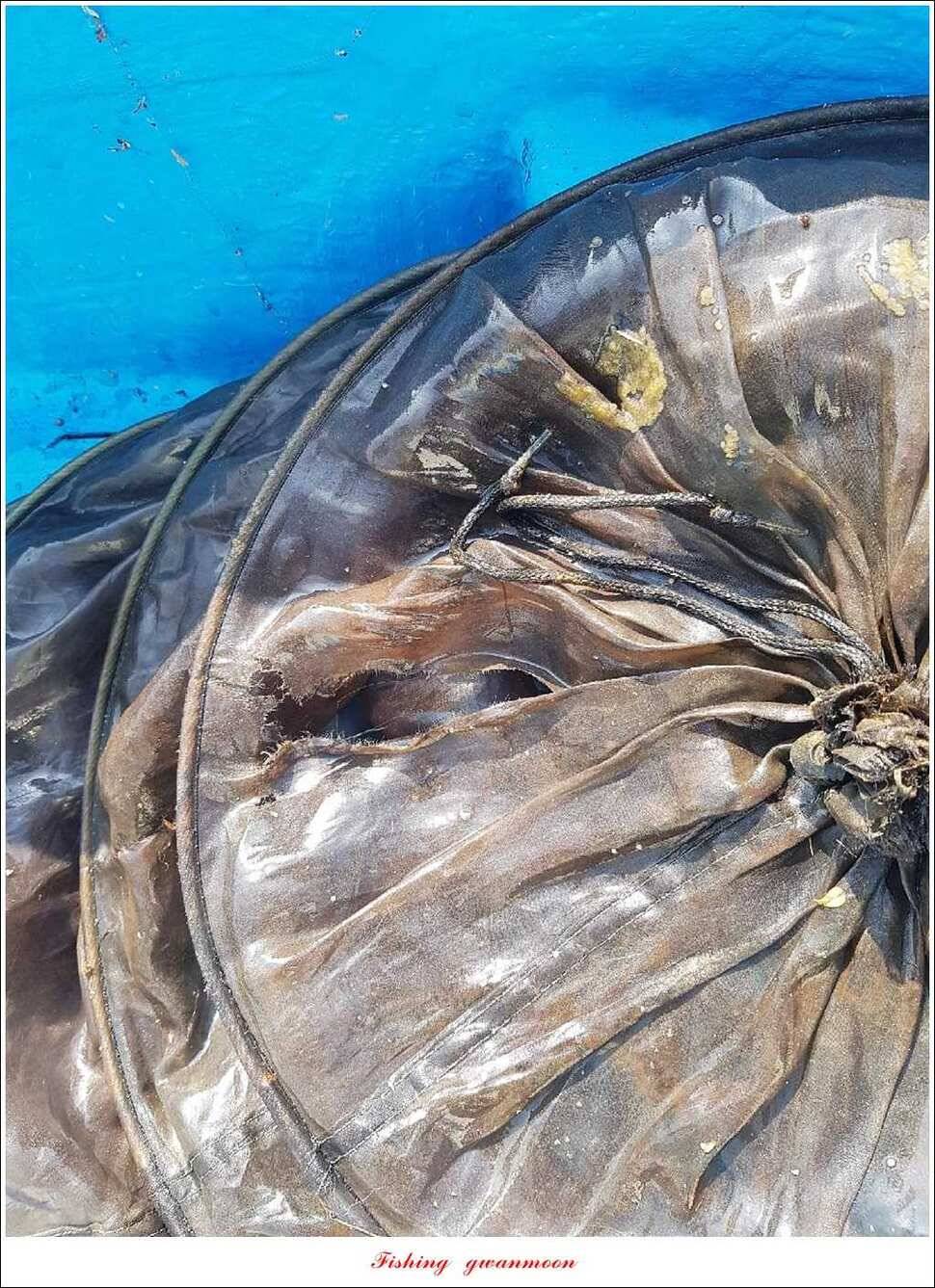 실리곡 38 cm 월척화곡지 월척 조황 (조황조행기 - 특파원조황)