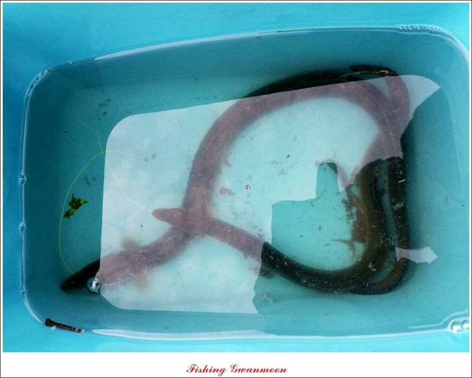 짱가네 39 cm실리곡 월척 (조황조행기 - 특파원조황)