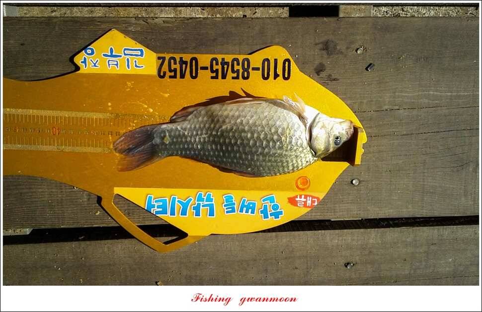 한버들 39 cm37 cm돌감 월척 조황 (조황조행기 - 특파원조황)