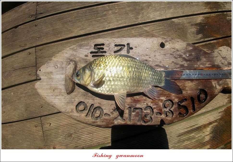 한버들 39 cm37 cm돌감 월척 조황 (조황조행기 - 특파원조황)