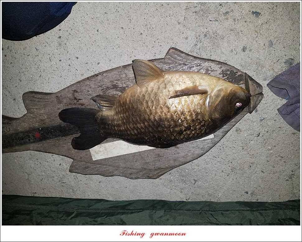 실리곡 38 cm 월척화곡지 월척 조황 (조황조행기 - 특파원조황)