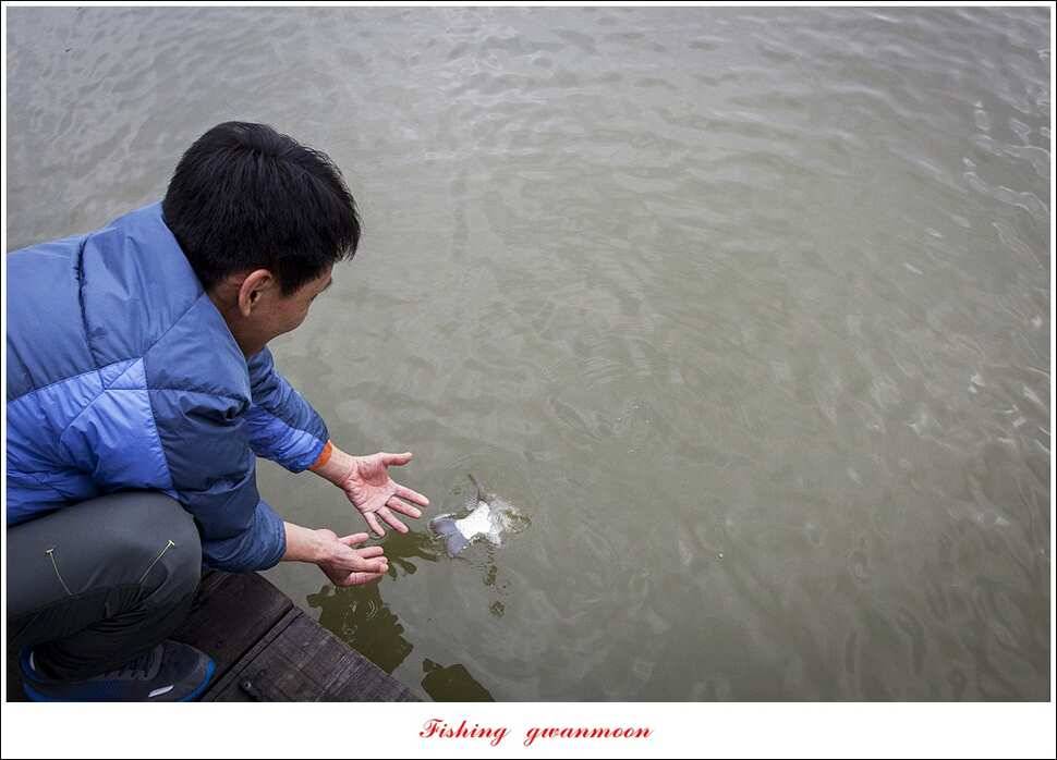 한버들 마릿수 월척 조황 (조황조행기 - 특파원조황)