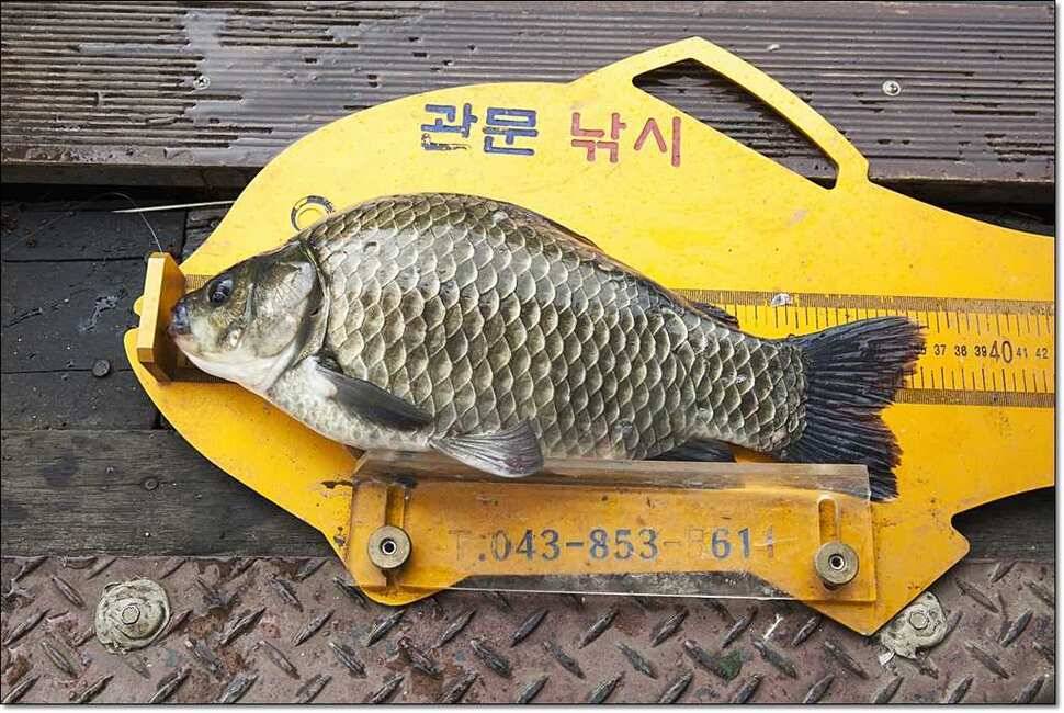 윤 사짜병호 월척 (조황조행기 - 특파원조황)