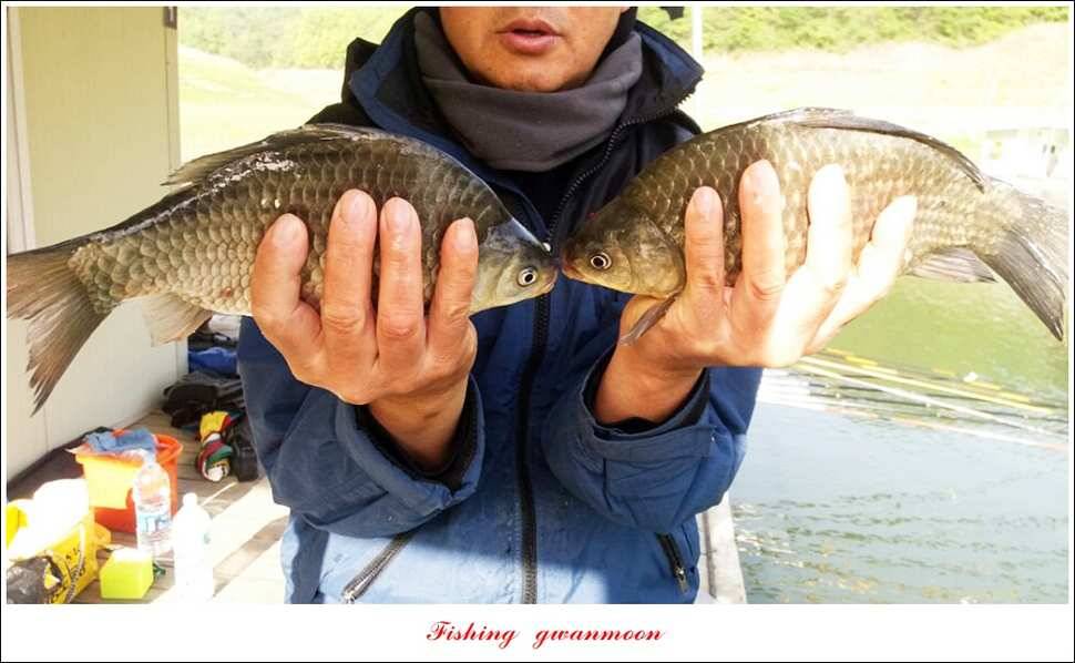 한버들실리곡 월척 행진저수지 사짜 (조황조행기 - 특파원조황)