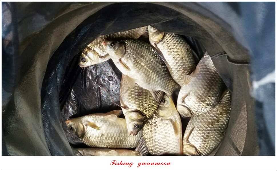 한버들실리곡 월척 행진저수지 사짜 (조황조행기 - 특파원조황)