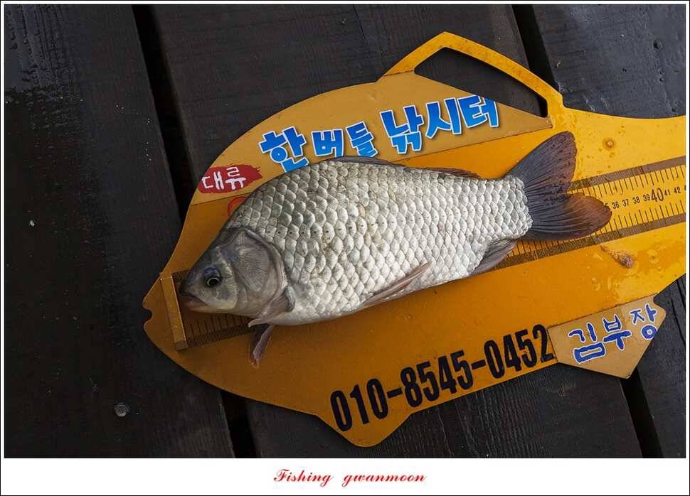 한버들 마릿수 월척 조황 (조황조행기 - 특파원조황)