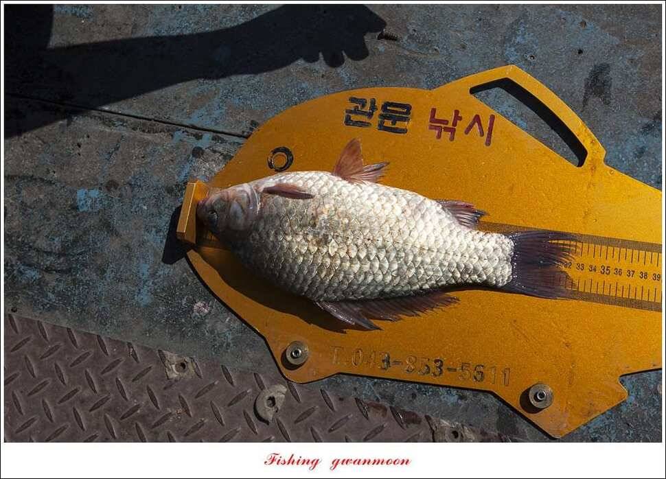 신매 낚시터 40 cm병호실리곡화곡지 조황 (조황조행기 - 특파원조황)