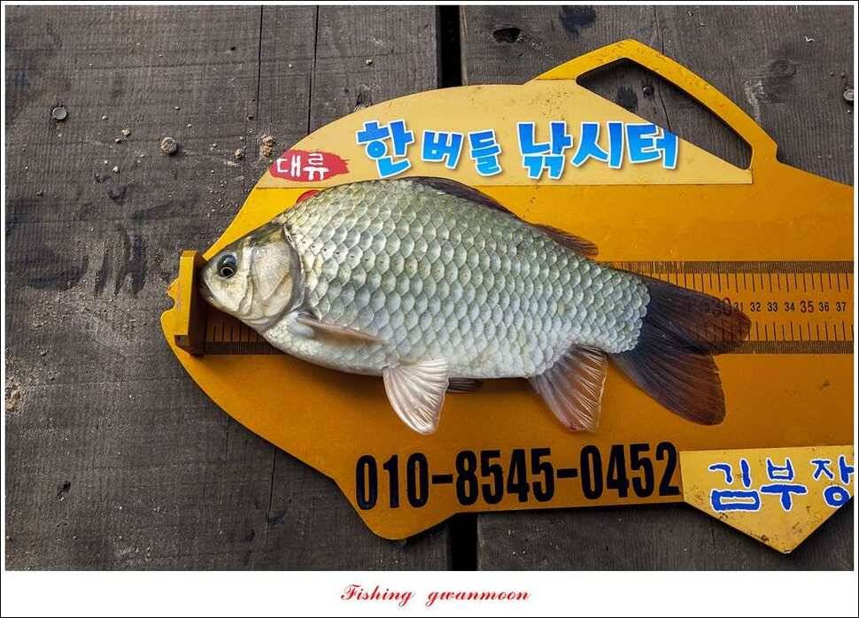 한버들 사짜돌감 월척탄금호 사짜 조황 (조황조행기 - 특파원조황)