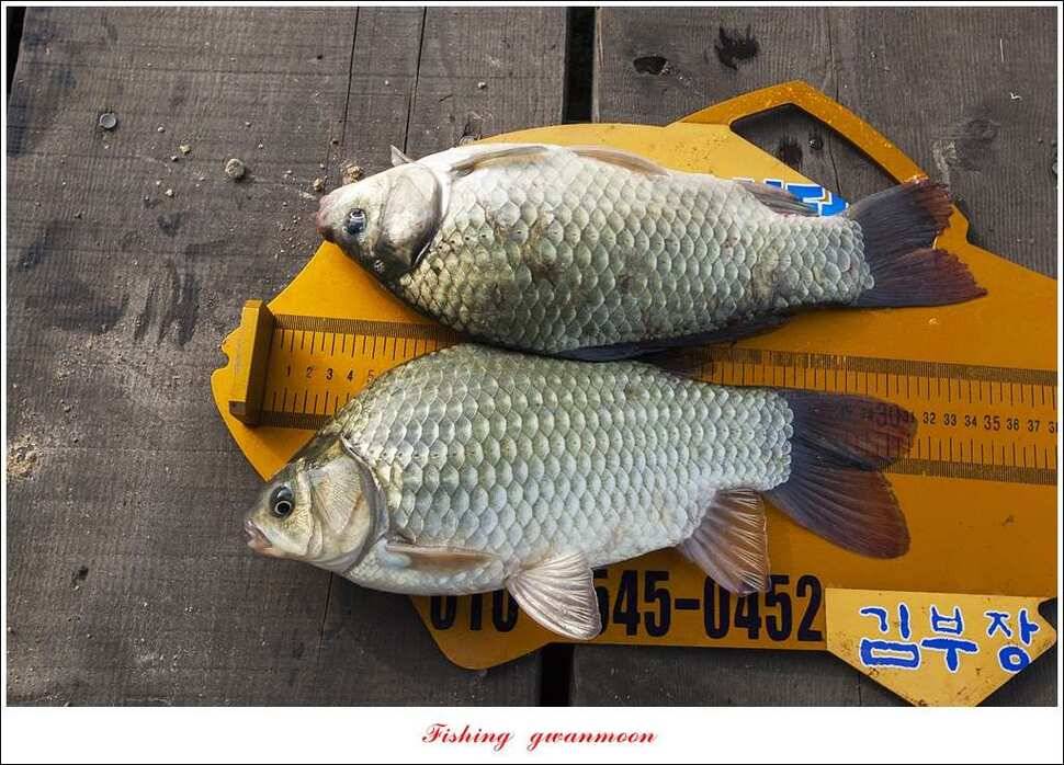 한버들 사짜돌감 월척탄금호 사짜 조황 (조황조행기 - 특파원조황)