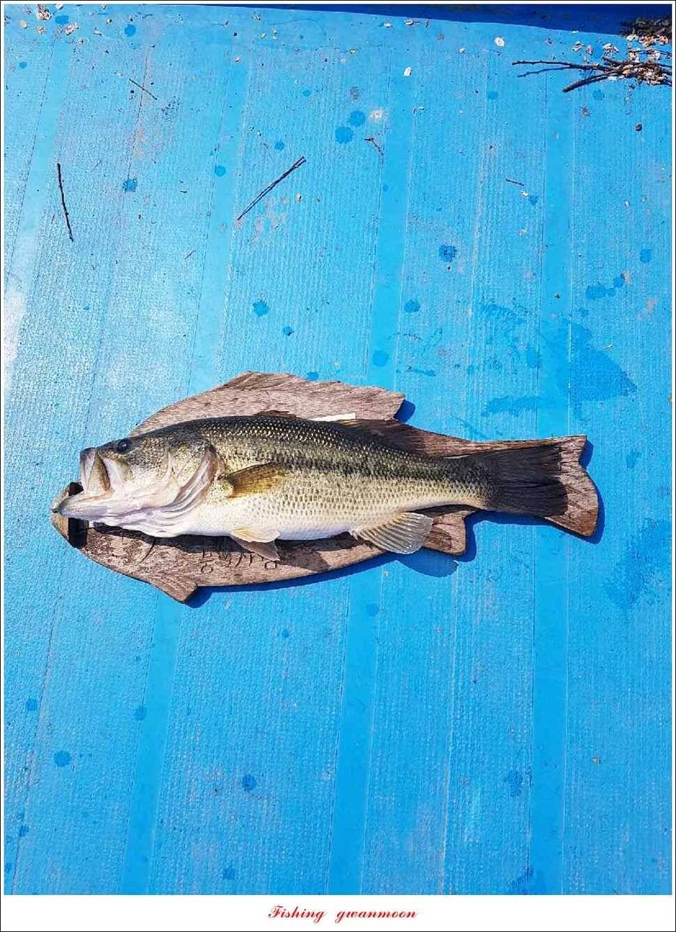 실리곡 38 cm 월척화곡지 월척 조황 (조황조행기 - 특파원조황)