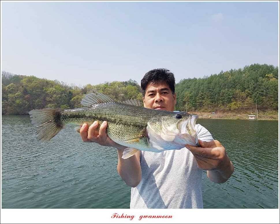 실리곡 38 cm 월척화곡지 월척 조황 (조황조행기 - 특파원조황)