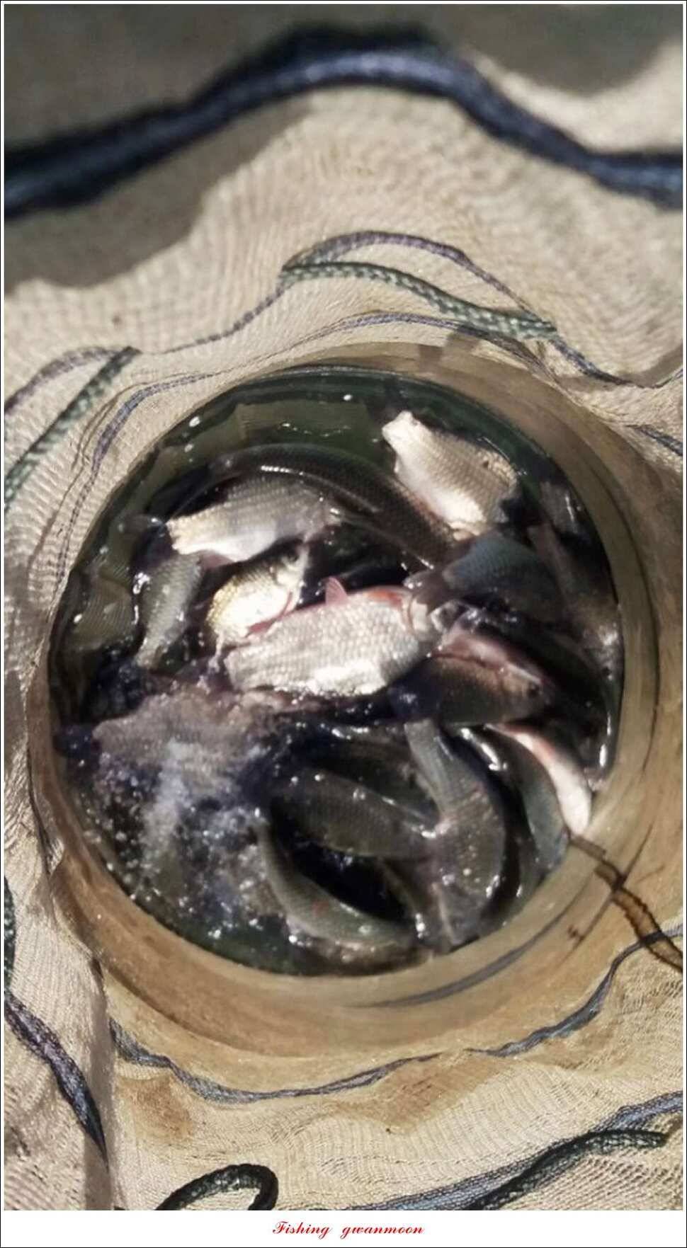 신매 낚시터 40 cm병호실리곡화곡지 조황 (조황조행기 - 특파원조황)