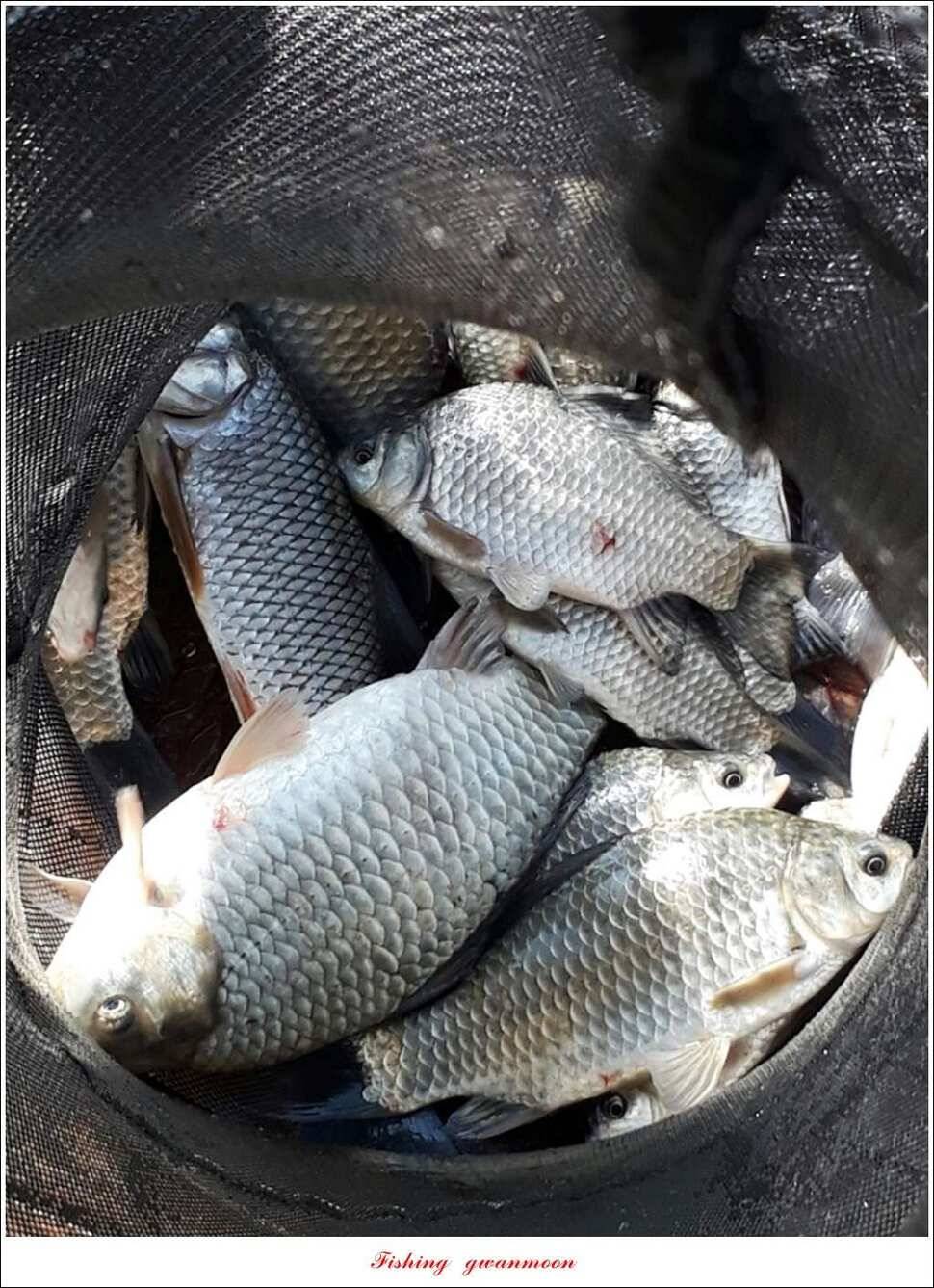 신매 낚시터 40 cm병호실리곡화곡지 조황 (조황조행기 - 특파원조황)