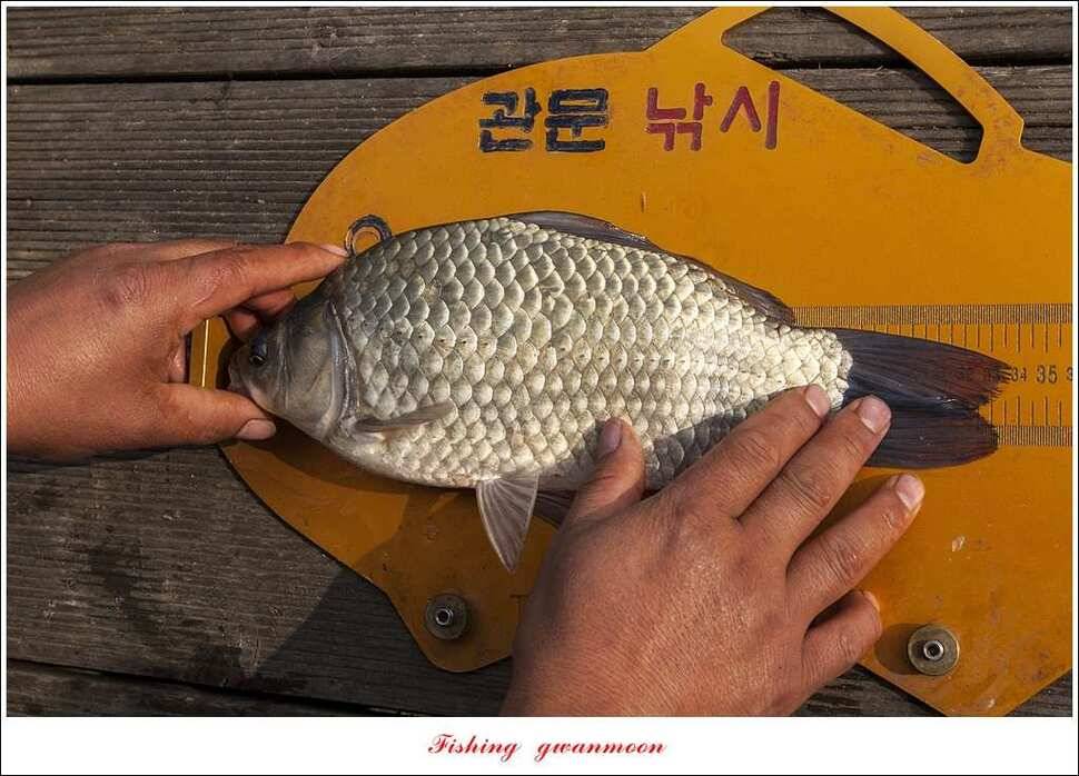 한버들 사짜돌감 월척탄금호 사짜 조황 (조황조행기 - 특파원조황)