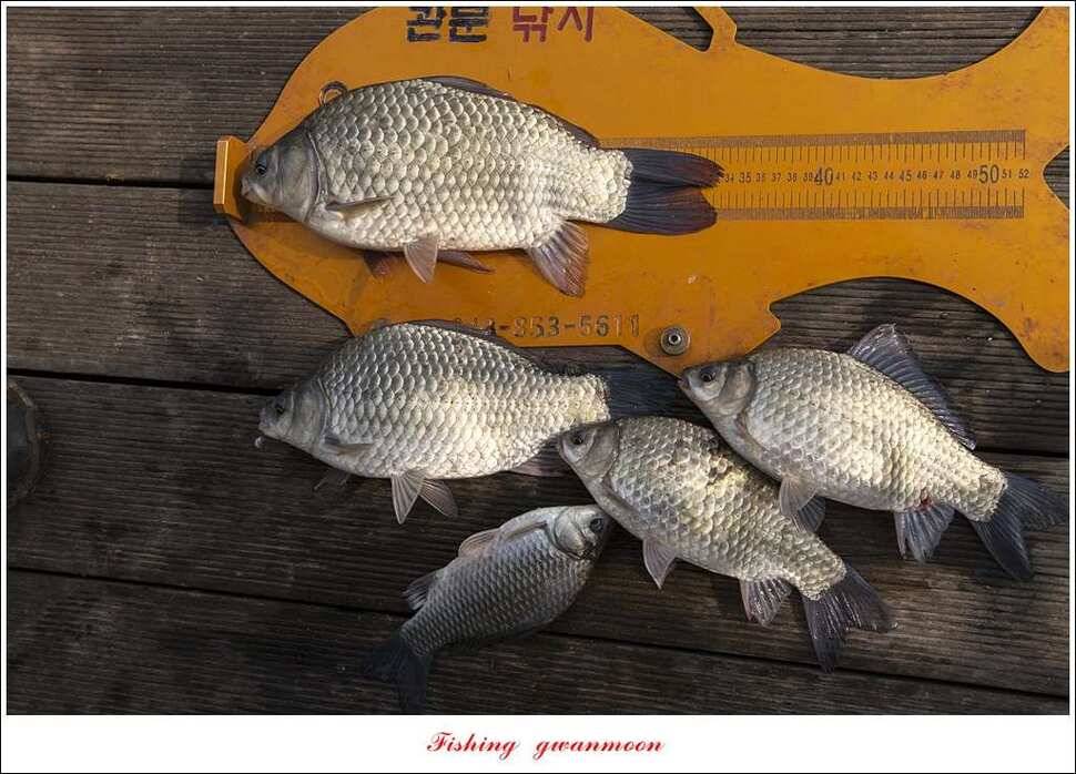 한버들 사짜돌감 월척탄금호 사짜 조황 (조황조행기 - 특파원조황)