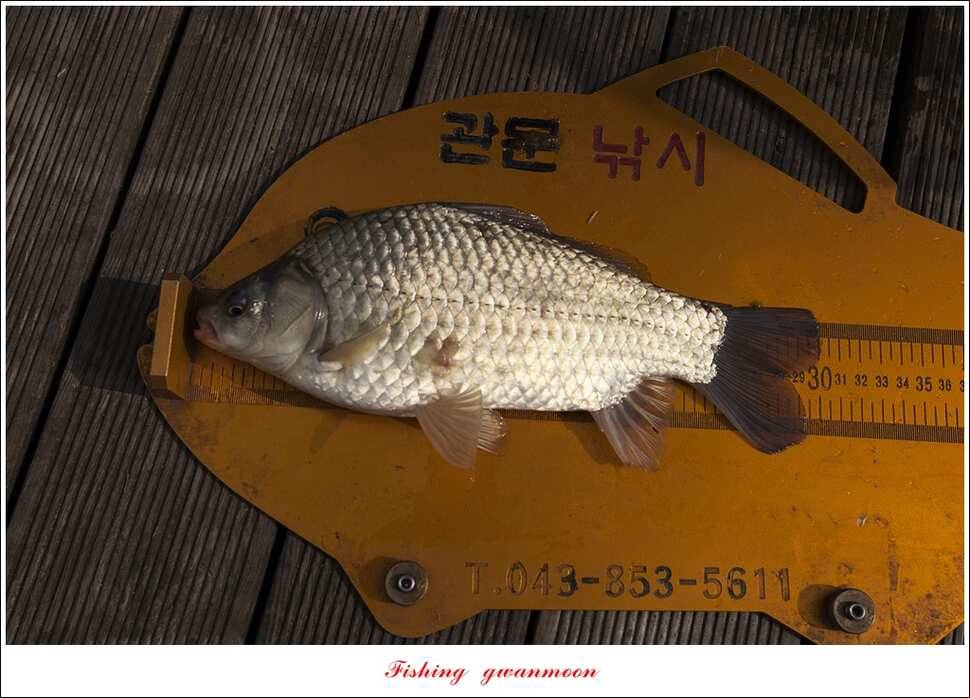 한버들 사짜돌감 월척탄금호 사짜 조황 (조황조행기 - 특파원조황)