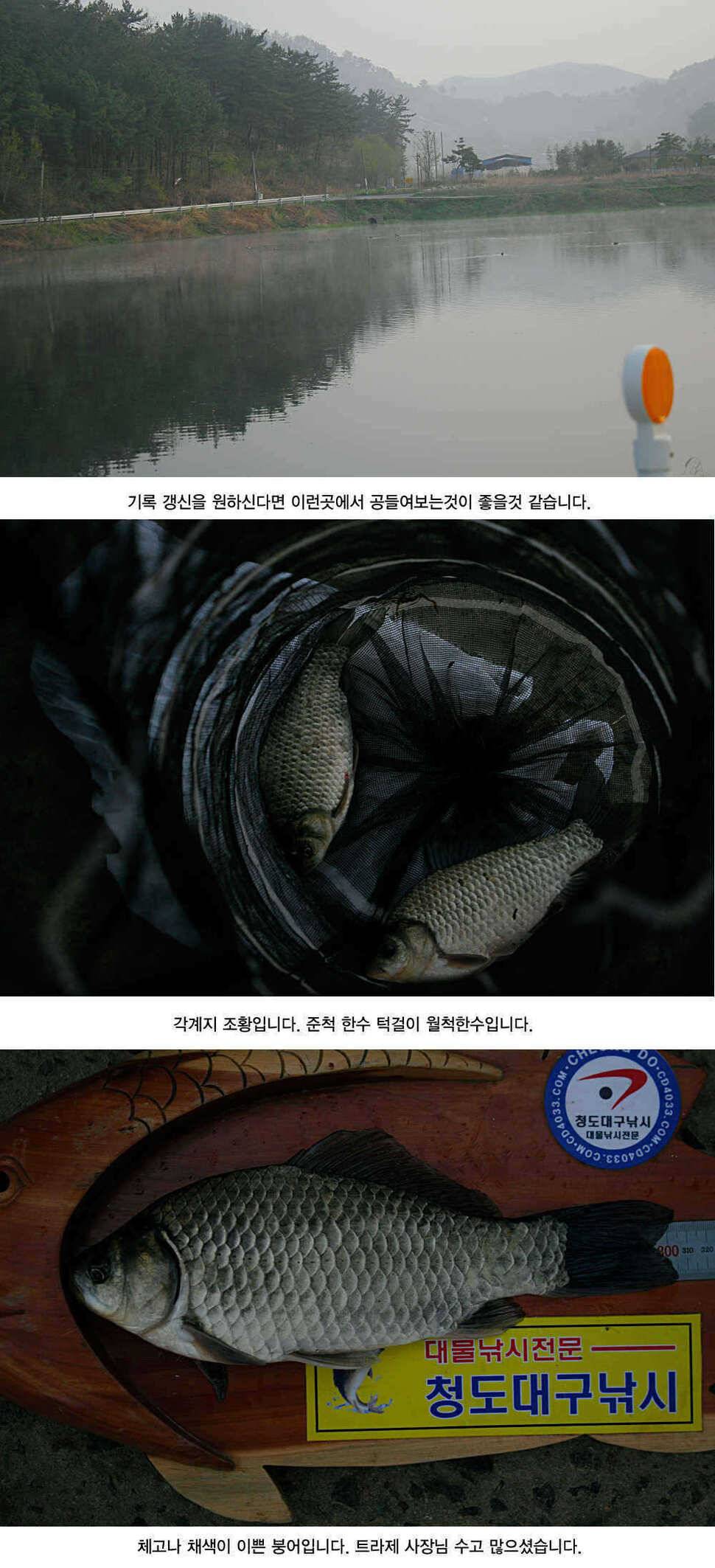청도권 주말 및 오늘 조황정보 (조황조행기 - 특파원조황)