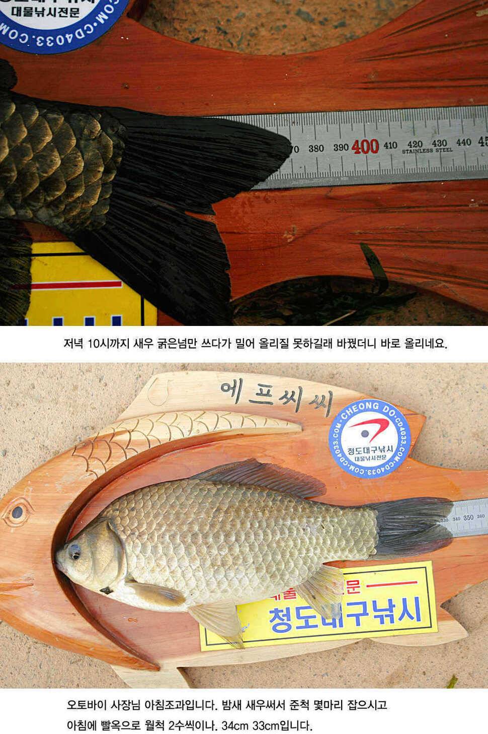 청도권 주말 및 오늘 조황정보 (조황조행기 - 특파원조황)
