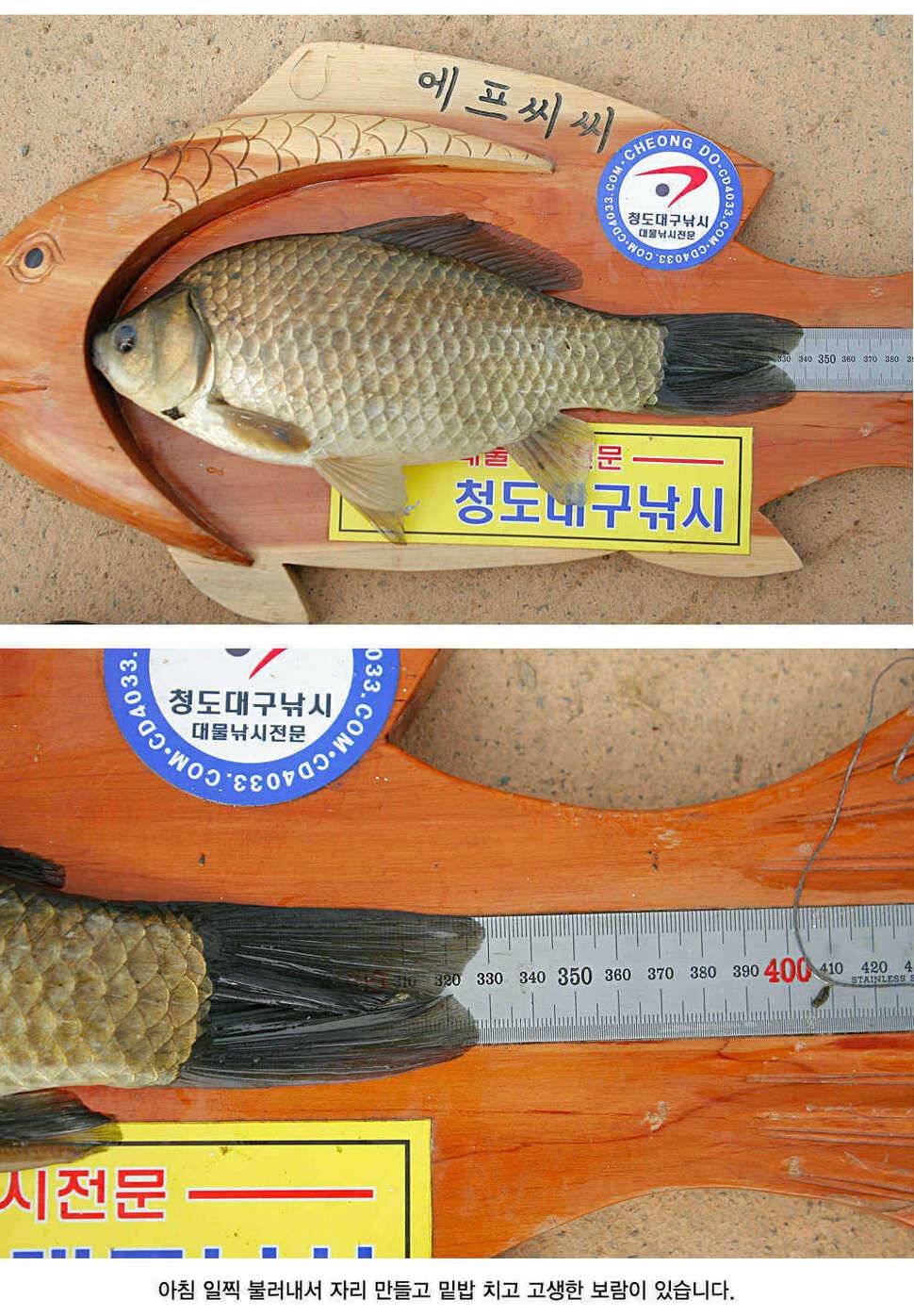 청도권 주말 및 오늘 조황정보 (조황조행기 - 특파원조황)
