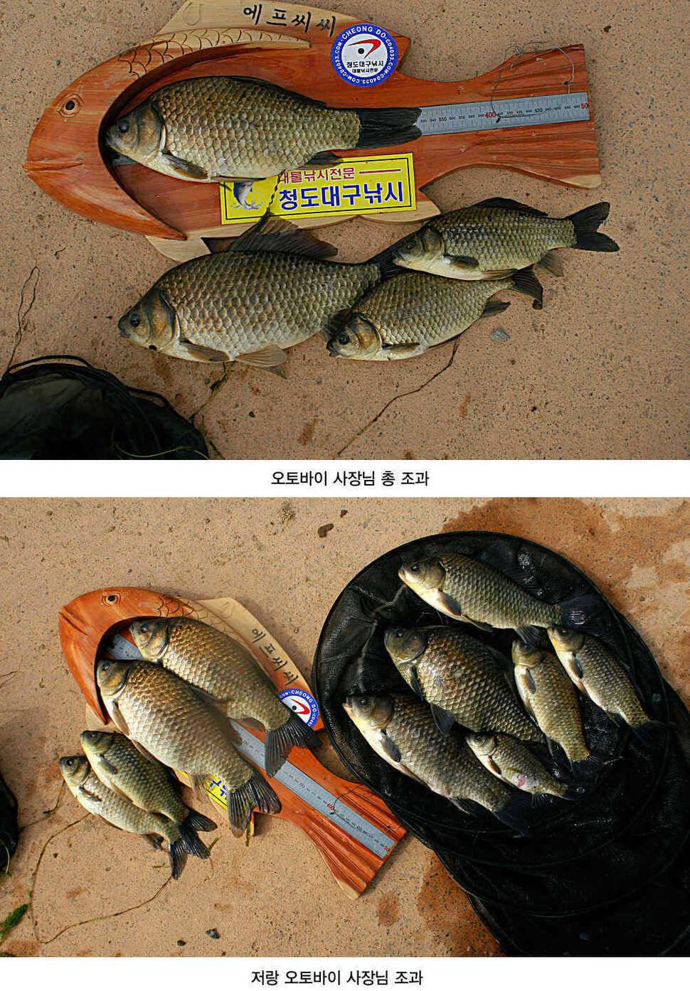 청도권 주말 및 오늘 조황정보 (조황조행기 - 특파원조황)