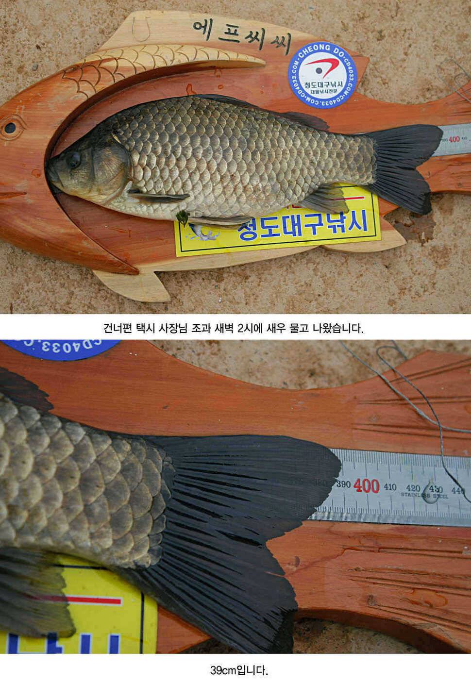 청도권 주말 및 오늘 조황정보 (조황조행기 - 특파원조황)