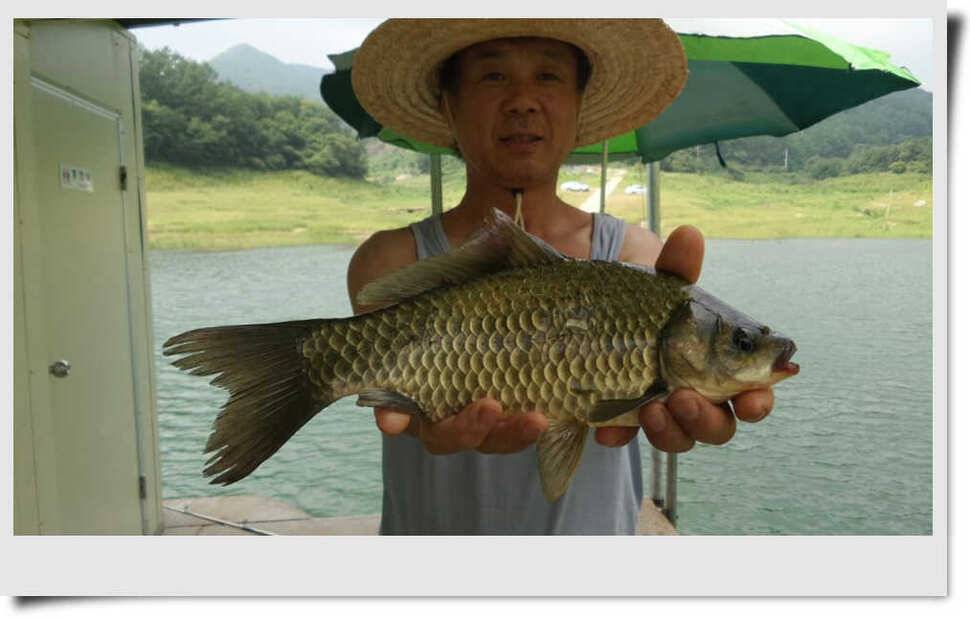 목벌 붕어장어 소식 (조황조행기 - 특파원조황)