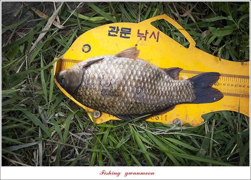 한버들 사짜돌감 월척탄금호 사짜 조황 (조황조행기 - 특파원조황)