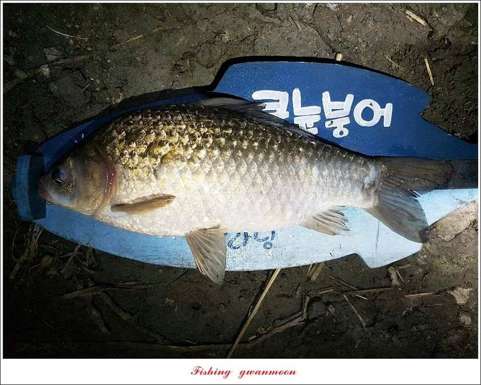 한버들실리곡 월척 행진저수지 사짜 (조황조행기 - 특파원조황)