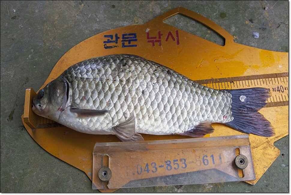 병호 낚시터 385 cm (조황조행기 - 특파원조황)