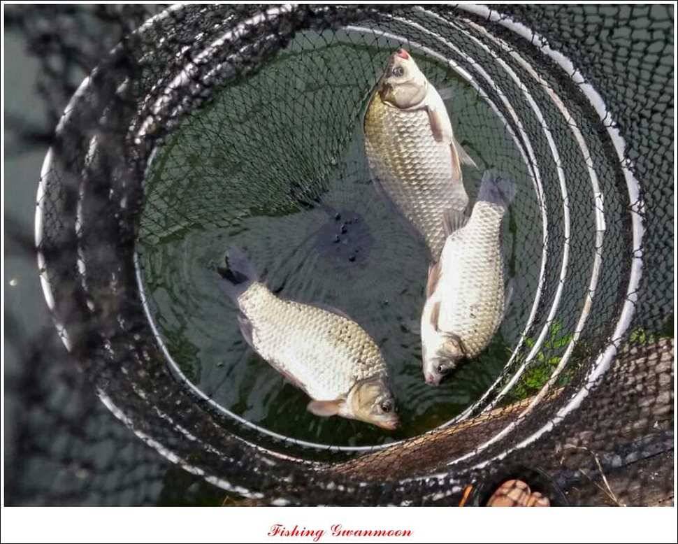 한버들 사짜실리곡 화곡지 월척 (조황조행기 - 특파원조황)