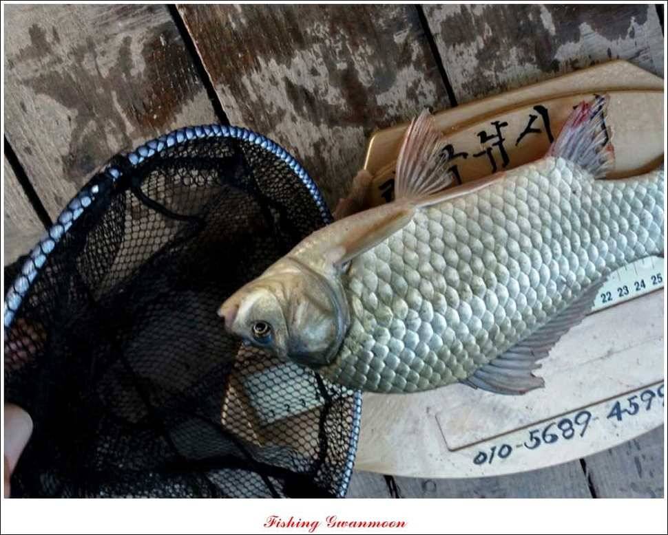 한버들 사짜실리곡 화곡지 월척 (조황조행기 - 특파원조황)