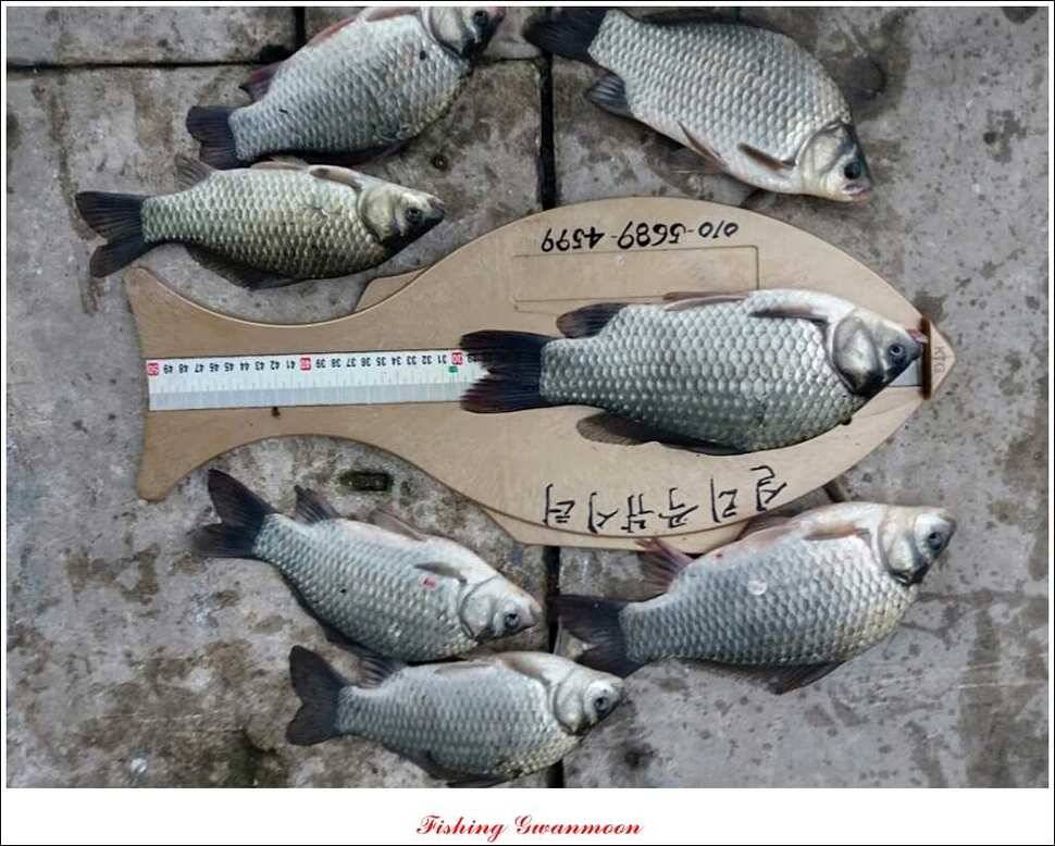한버들 사짜실리곡 화곡지 월척 (조황조행기 - 특파원조황)