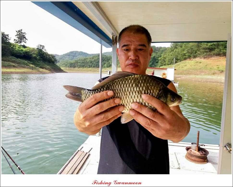 실리곡 월척한버들 마릿수 조황 (조황조행기 - 특파원조황)