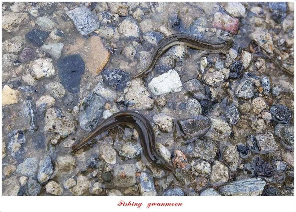 충주호 오름수위화곡지 월척 마릿수 조황 (조황조행기 - 특파원조황)