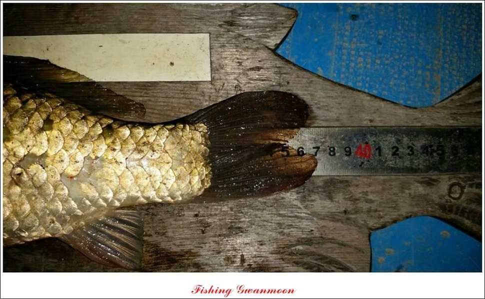 한버들 사짜실리곡 화곡지 월척 (조황조행기 - 특파원조황)