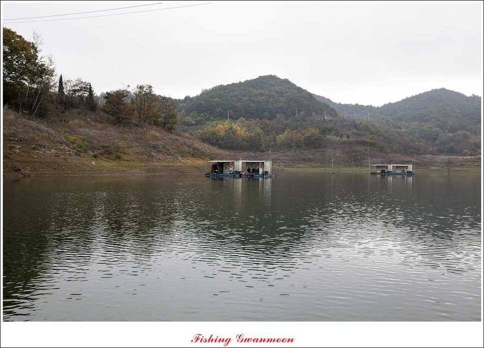 돌감한버들늘푸른 월척 조황 (조황조행기 - 특파원조황)